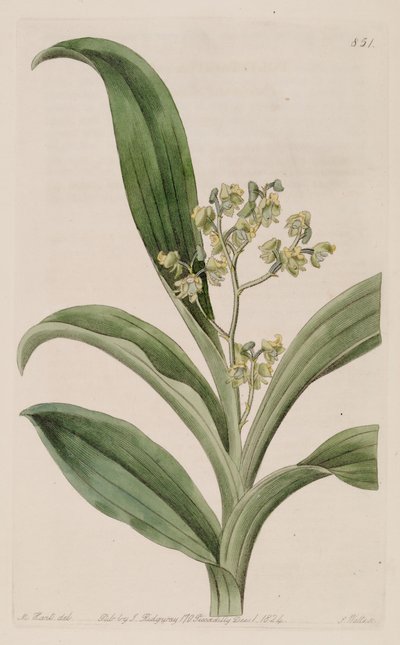 Illustrazione di Polystachya puberula da M. Hart